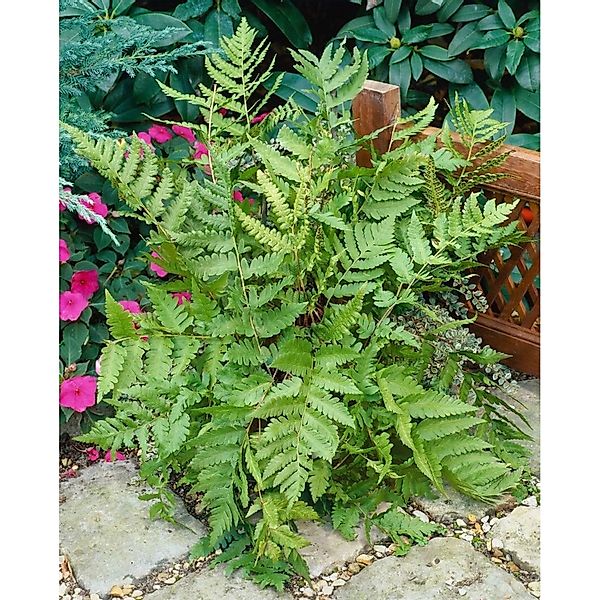 Dryopteris Goldiana Goldschuppenfarn Ca. 9x9 cm Topf günstig online kaufen