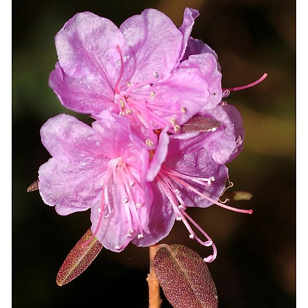 Dahurischer Rhododendron April Reign 20-30cm - Rhododendron dauricum günstig online kaufen