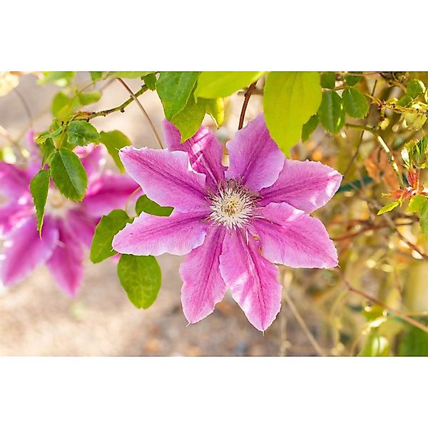 Clematis Bees Jubilee Rosa-Weiß 60–100 cm günstig online kaufen