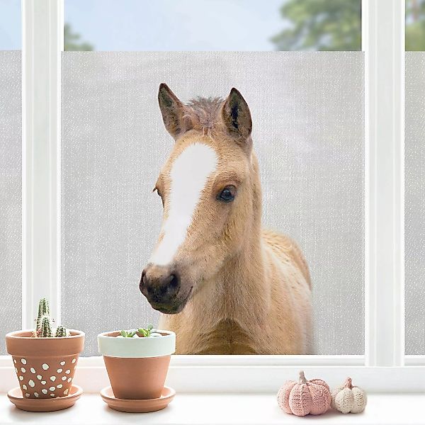 Fensterfolie Baby Pferd Philipp günstig online kaufen