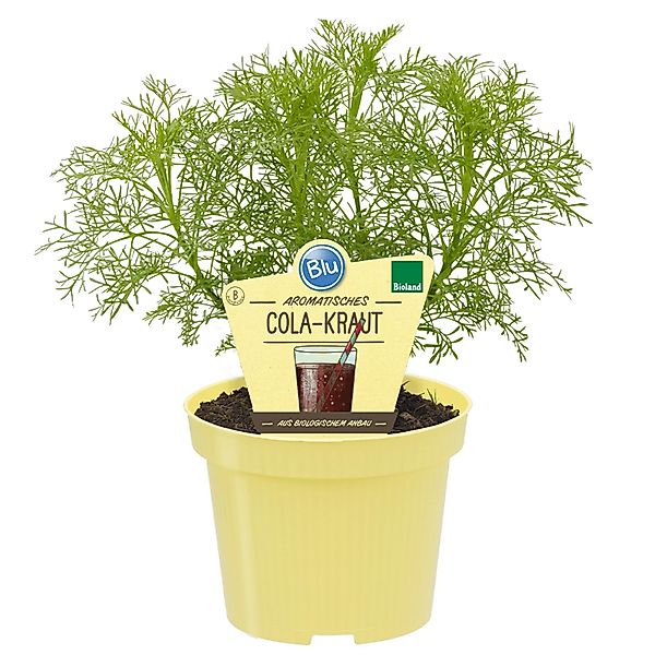 Blu Cola-Strauch Topf-Ø ca. 12 cm günstig online kaufen