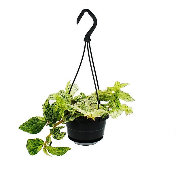 Exotenherz Zimmerpflanze Pflegeleichte Mini-Ampelpflanzen in der 12cm Ampel günstig online kaufen