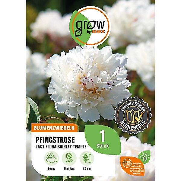 GROW by OBI Pfingstrose Lactiflora Shirley Temple H. 80 cm Paeonia lactiflo günstig online kaufen