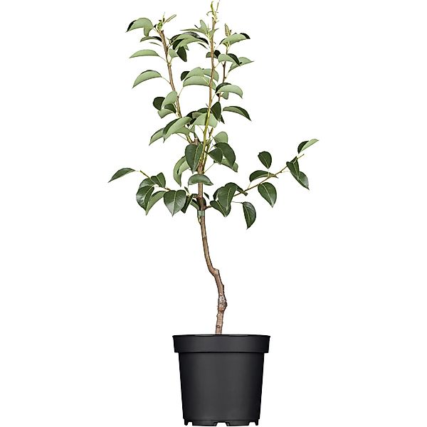 GROW by OBI Bio Birne Rote Williams Christ Rot ca. 120-140 cm Topf ca. 7 l günstig online kaufen