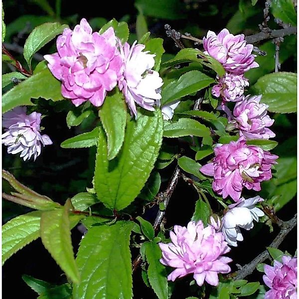 Chinesische Zwergkirsche Rosea 40-60cm - Prunus glandulosa günstig online kaufen