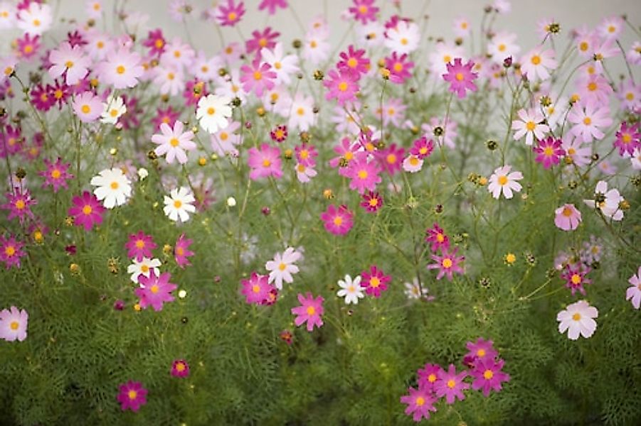 Papermoon Fototapete »Cosmos Flowers« glatt günstig online kaufen
