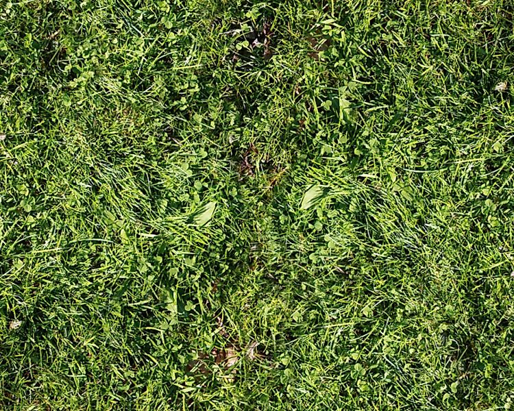 Fototapete "Rasen grn" 4,00x2,50 m / Glattvlies Perlmutt günstig online kaufen