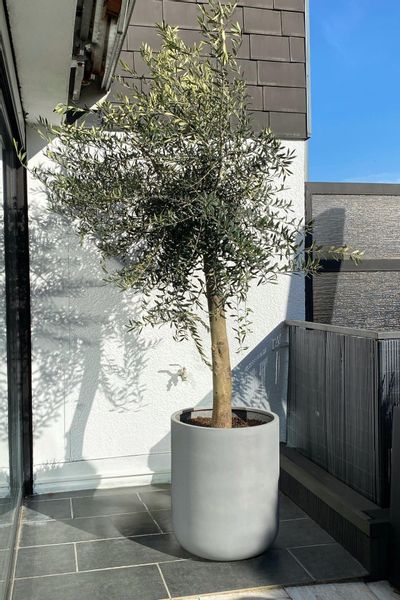 VIVANNO Blumentopf Fiberglas CHICO Rund - günstig online kaufen