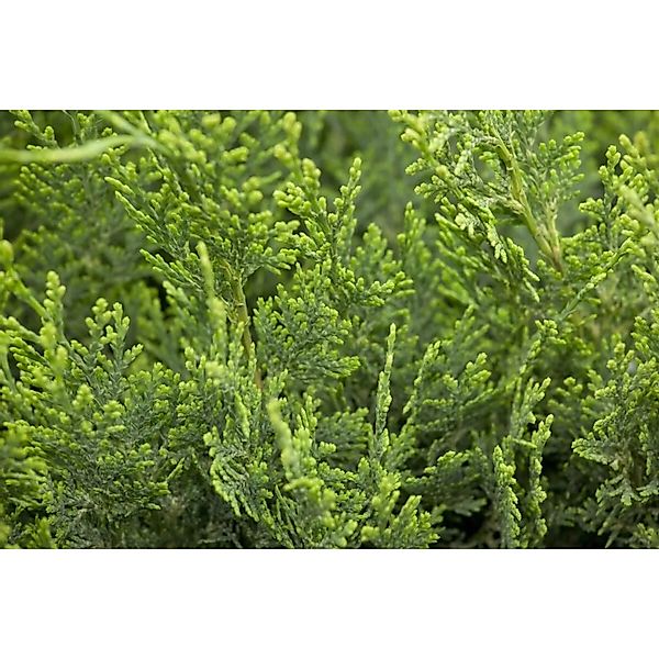 Chamaecyparis,awsoniana 'White Spot' 20-30 cm günstig online kaufen