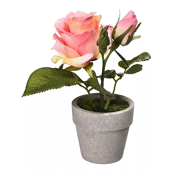 ROSE im Topf ca.16cm, hellrosa günstig online kaufen