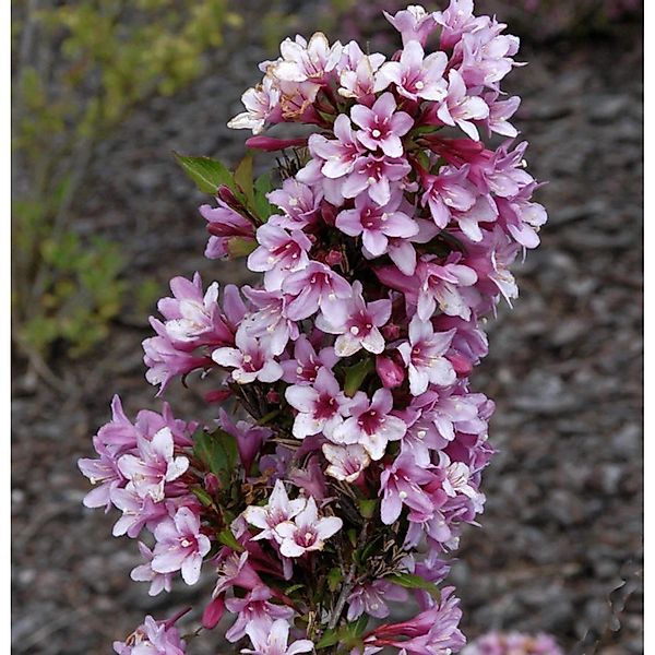 Weigelie Rosea 125-150cm - Weigela florida günstig online kaufen