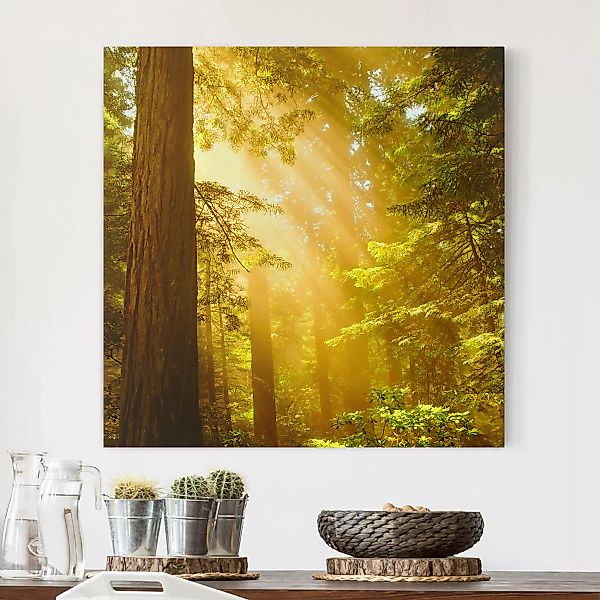 Leinwandbild Wald - Quadrat Morgengold günstig online kaufen