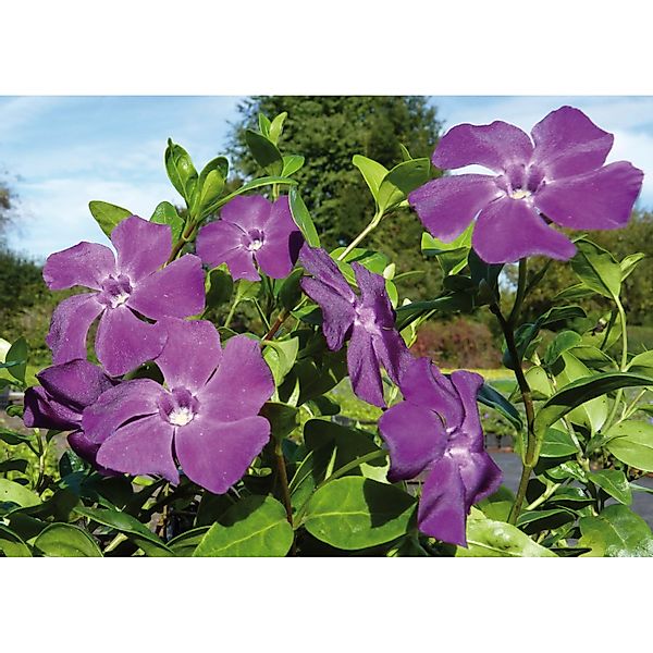 Immergrün Atropurpurea Rotviolett Topf-Ø ca. 9 cm Vinca minor günstig online kaufen