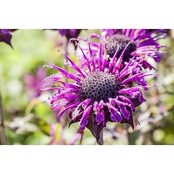 Monarda Fistulosa Prärienacht Wilde Bergamotte Ca. 11x11 cm Topf günstig online kaufen