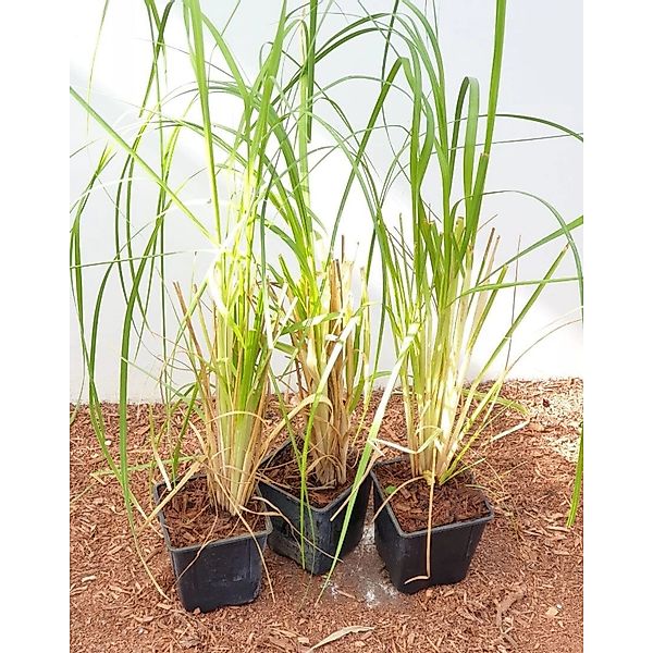 Cortaderia Selloana Pampasgras Silbrig-Weiß Ca. 12 cm Topf günstig online kaufen