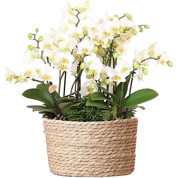 Kolibri Orchids Pflanzenset im Schilfkorb inkl. Wassertank 3 Weiße Orchidee günstig online kaufen