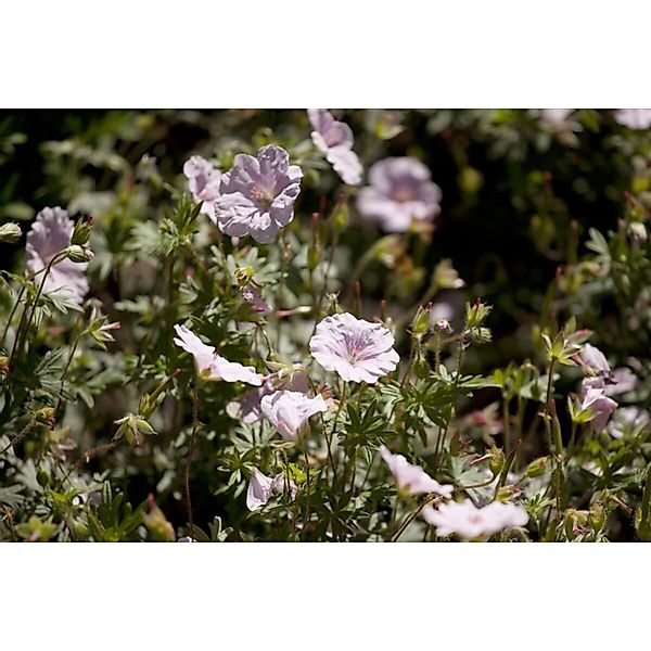 Geranium Sanguineum Var.striatum Blutstorchschnabel Ca. 9x9 cm Topf günstig online kaufen