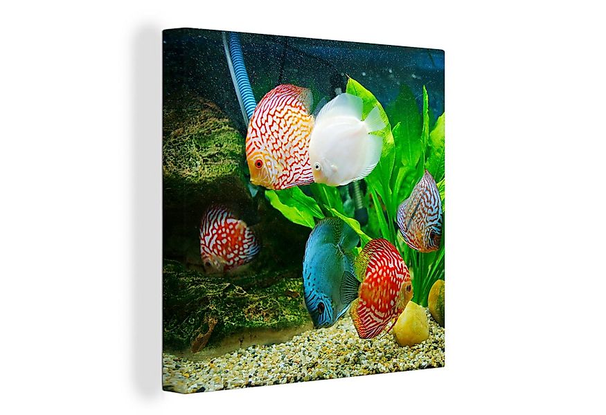 OneMillionCanvasses® Leinwandbild Fische in einem Aquarium, Fotodruck (1 St günstig online kaufen