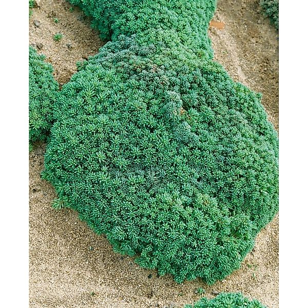 Sedum Hispanicum Spanischer Mauerpfeffer Ca. 9x9 cm Topf günstig online kaufen