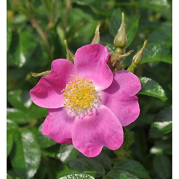 Floribundarose Roselina 30-60cm günstig online kaufen