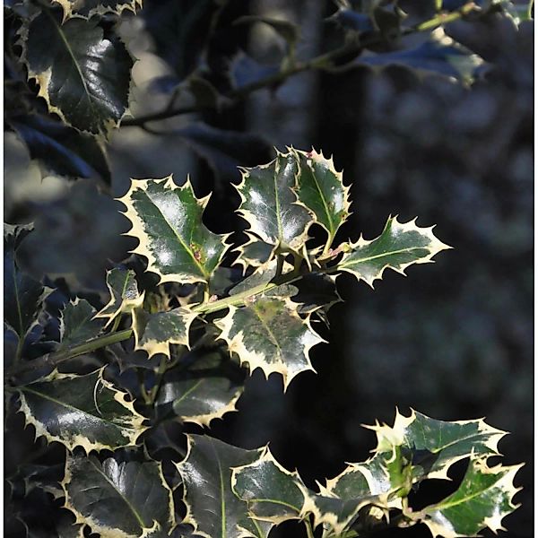 Alaska Stechpalme Ilex Silver Queen 30-40cm - Ilex aquifolium günstig online kaufen