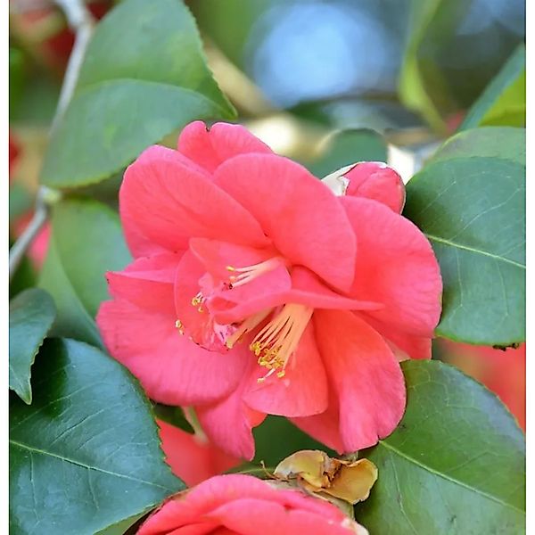 Hochstamm Kamelie Mary Williams 80-100cm - Camellia japonica günstig online kaufen