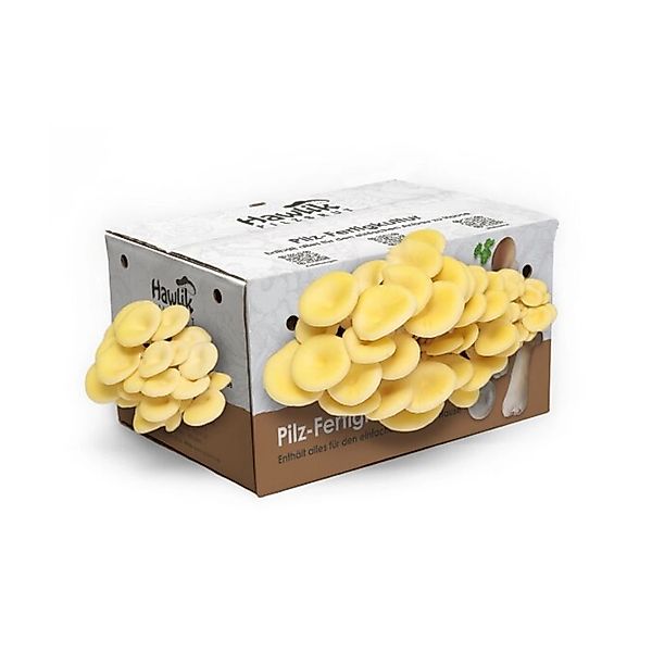 Hawlik Pilzbrut Große Limonenpilz-Kultur zum Pilze Züchten Komplettset für günstig online kaufen