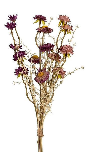 Trockenblume, formano, Höhe 52 cm, Höhe: 52cm, Farbe: Mehrfarbig, Motiv: St günstig online kaufen