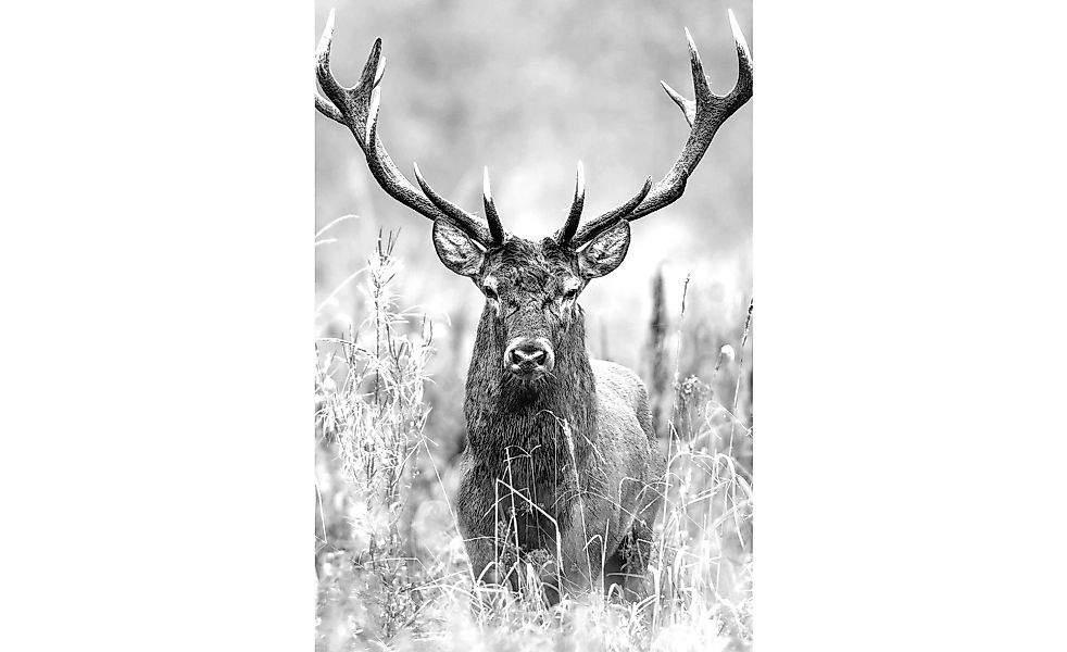 Kunstleinwand 60x80 cm  "Grey Deer Head II" - 60 cm - 80 cm - Dekoration > günstig online kaufen