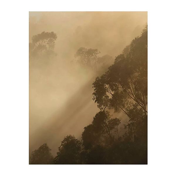 Komar Wandbild Golden Light Wald B/L: ca. 40x50 cm günstig online kaufen