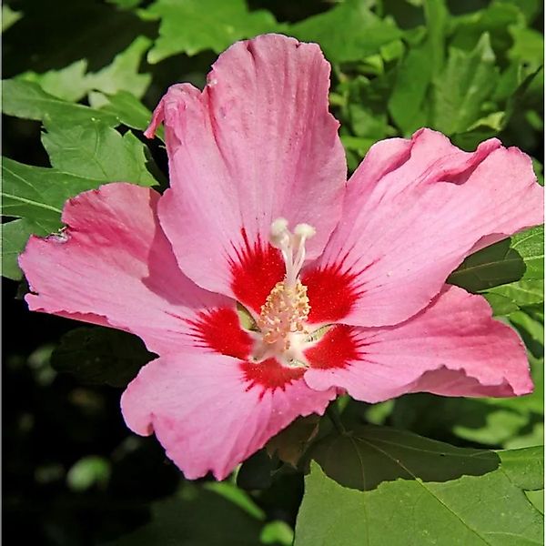 Garteneibisch Silke 30-40cm - Hibiscus syriacus günstig online kaufen