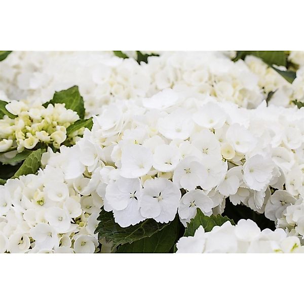 Hydrangea Macrophylla Bauernhortensie First White 30-40 cm günstig online kaufen
