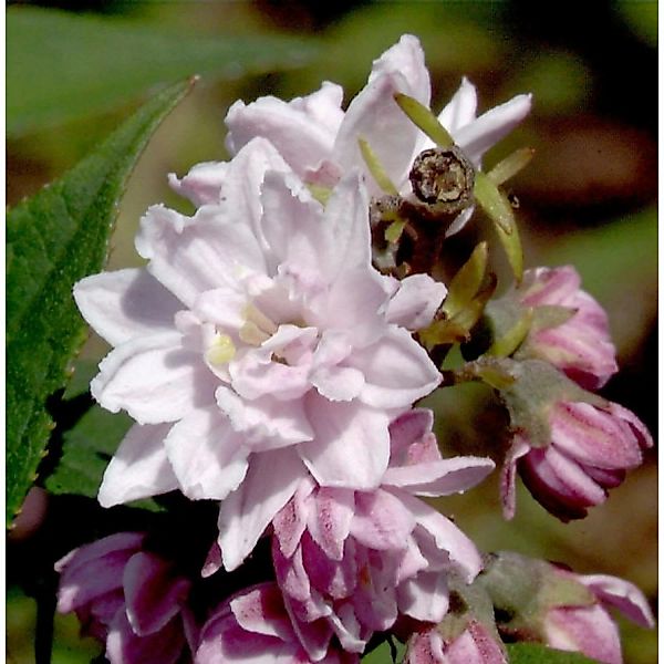 Rosendeutzie Pink Pom Pom 60-80cm - Deutzia hybrida günstig online kaufen