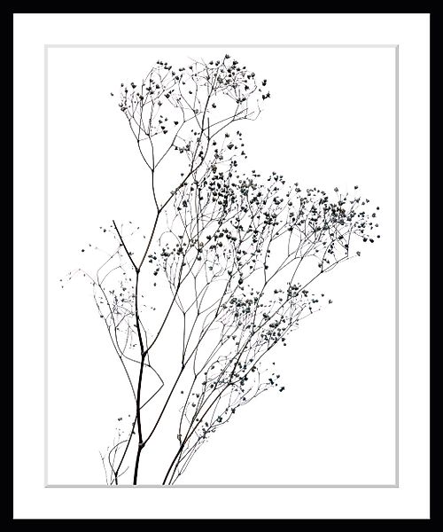 queence Bild "Dana", Blumen, gerahmt, Blumen günstig online kaufen