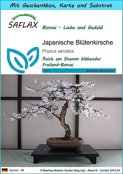 SAFLAX Blumensamen SAFLAX - Geschenkset - günstig online kaufen