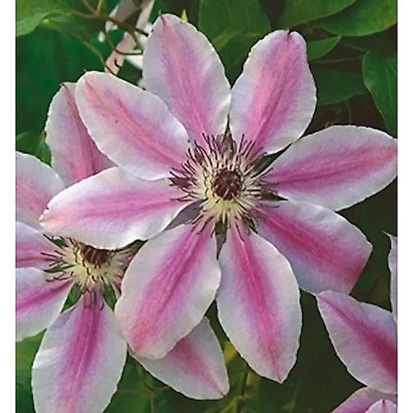 Waldrebe Nelly Moser 125-150cm - Clematis günstig online kaufen