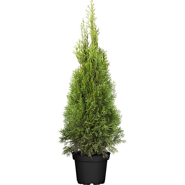 GROW by OBI Lebensbaum Smaragd Höhe ca. 80 - 100 cm Topf ca. 7,5 l Thuja günstig online kaufen