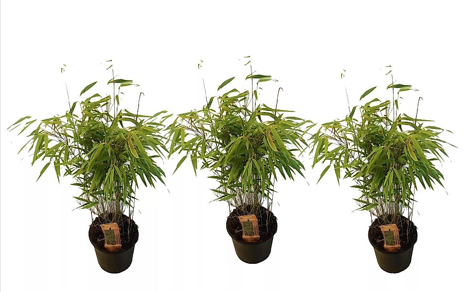 Perfect Plant | Set mit 3 Fargesia grünen Bambuspflanzen günstig online kaufen