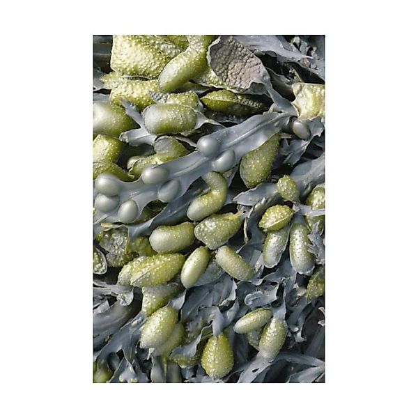 Moooi Carpets - Sea Weed Teppich 200x300cm - grün günstig online kaufen