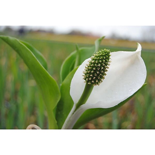 Lysichiton Camtschatcensis Kamschatka Scheinkalla Ca. 11x11 cm Topf günstig online kaufen