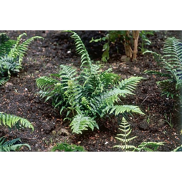 Dryopteris Affinis Crispa Goldschuppenfarn Ca. 9x9 cm Topf günstig online kaufen