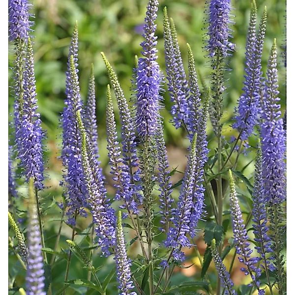 Hoher Wiesenehrenpreis - Veronica,ongifolia günstig online kaufen