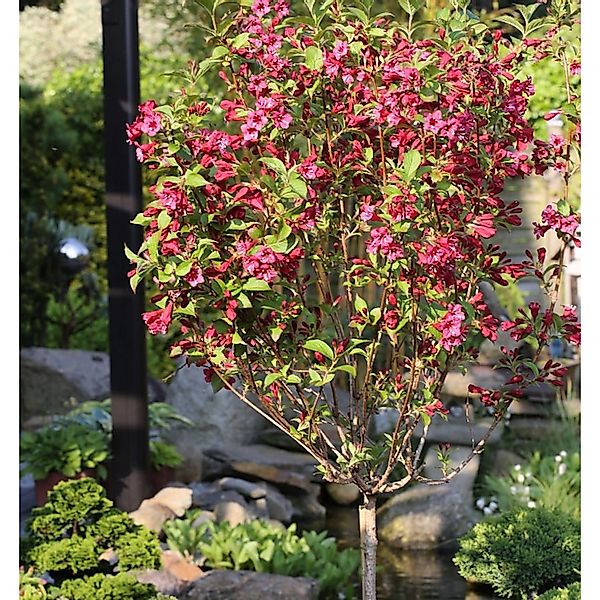 Hochstamm Weigelie Bristol Ruby 100-125cm - Weigela günstig online kaufen