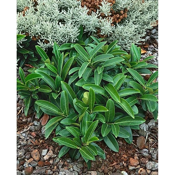 Prunus laurocerasus 'Renault Ace' -R- 100-125 cm günstig online kaufen