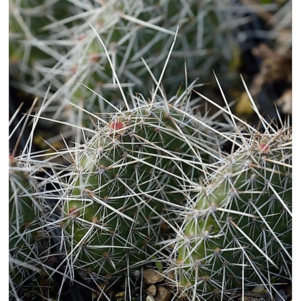 Feigenkaktus - Opuntia polyacantha günstig online kaufen