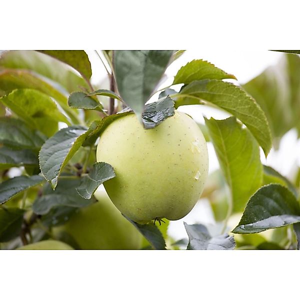 Malus Weißer Klarapfel Apfelbaum 150–200 cm günstig online kaufen