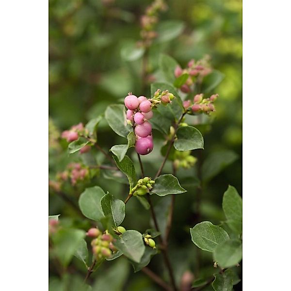 Symphoricarpos doorenbosii 'Magical Candy' 40-60 cm günstig online kaufen