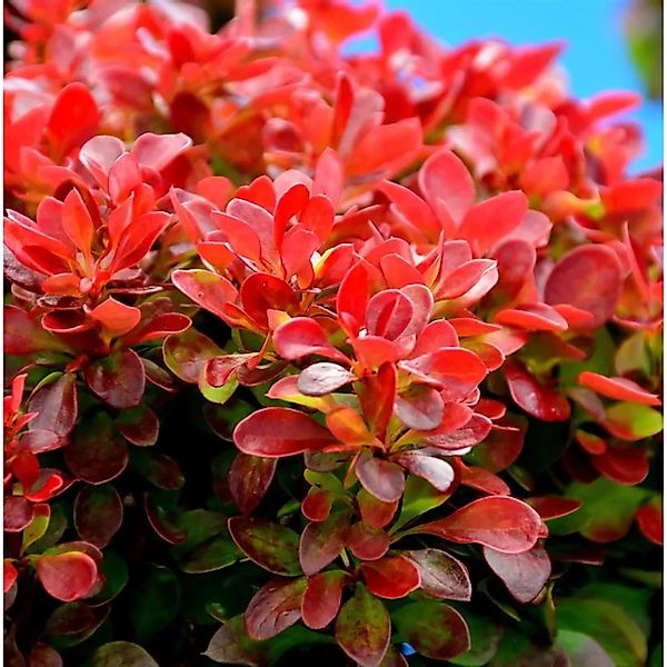 Zwerg Berberitze Orange Ice 10-15cm - Berberis thunbergii günstig online kaufen