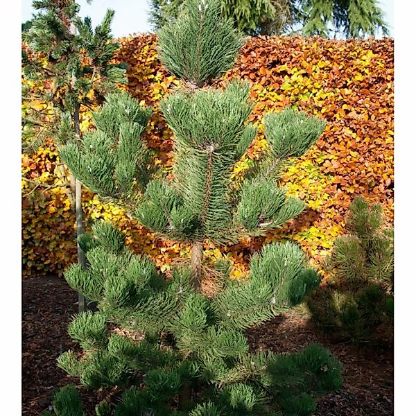 Österreichische Schwarzkiefer Oregon Green 80-100cm - Pinus nigra günstig online kaufen