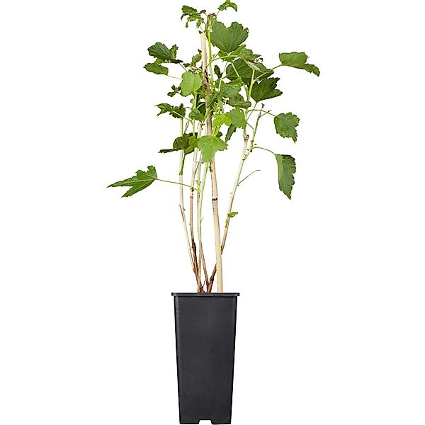 GROW by OBI Bio Johannisbeere Titania Schwarz ca. 20-30cm Topf ca. 2 l Ribe günstig online kaufen